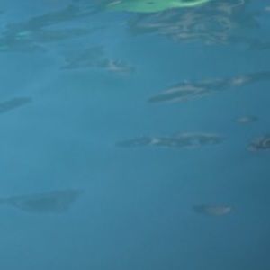 Meet your Posher, Enith